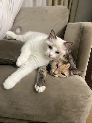 wir suchen ein neues Zuhause, Katzen abzugeben 