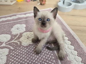 siam kitten