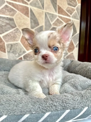 Chihuahua kurzhaar & langhaar