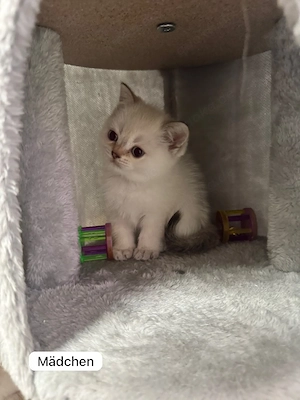 Süße Katzenbabys suchen liebevolles Zuhause   