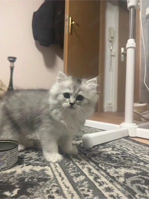 BKH babykatze
