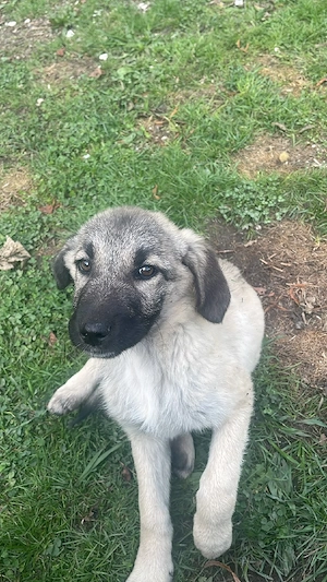 Kangal kaukasier mix