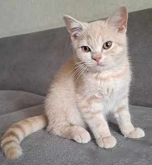 Britisch kurzhaar Kater mit Stammbaum BKH creme