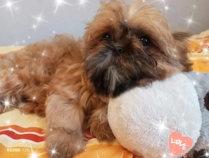 Kleiner reinrassiger  Welpen Shih Tzu Junge mit dem gewissen Etwas im Blick 