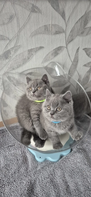 BKH Kitten !