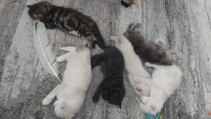BKH-Ragdoll Edelmix Katzenbabys - abgabebereit
