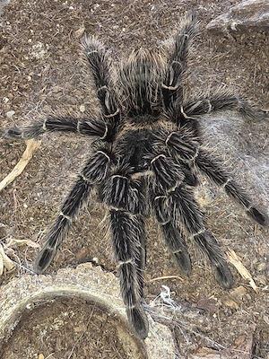 Lasiodora Parahybana 0.1