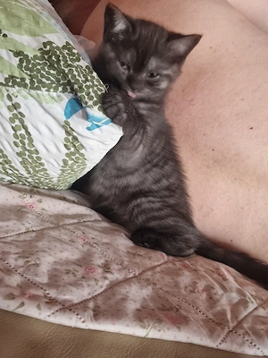 BKH Katze 