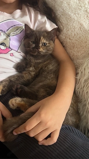 Türkisch Angora - BKH Mix Kitten