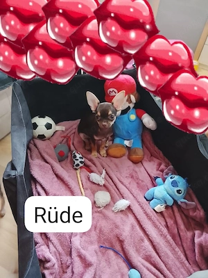 Mini Chihuahua Kurzhaar Reinrassig 