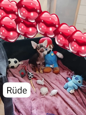 Mini Chihuahua kurzhaar Reinrassig