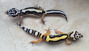 Bold Stripe het. EC p.h Tremper Leopardgecko Jungtiere ENZ 26