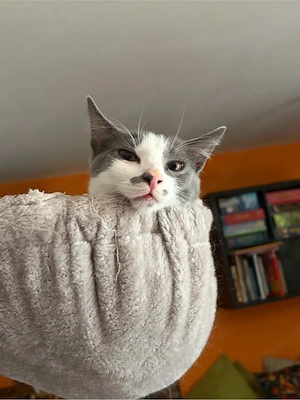 Junger Kater sucht Dosenöffner