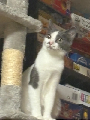 Junger Kater sucht Dosenöffner