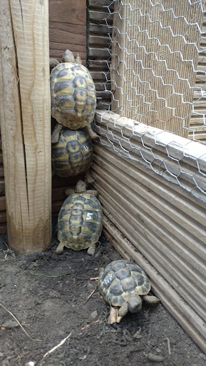Griechische Landschildkröten THB NZ 2025