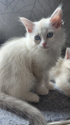 Neva Masquarade und Sibirische Kitten mit Stammbaum 
