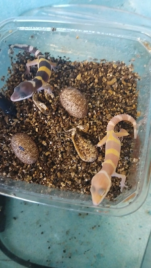 Leopardengecko Baby's frisch geschlüpft. 