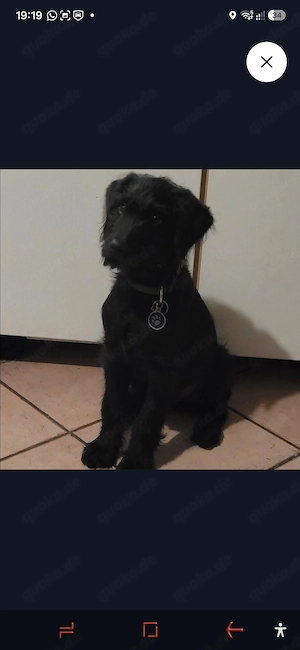 Fellnase Gizmo sucht 