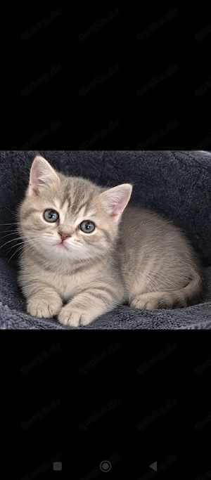 Katzen Tiermarkt 