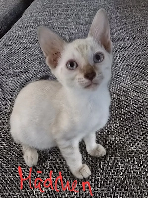 Bengalkitten 
