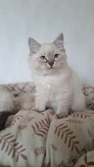Neva masquarade Kater mit Stammbaum männlich sibirische