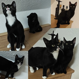 2 Katzen Schwestern abzugeben (auch einzeln)