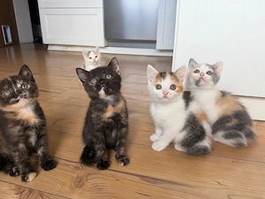 BKH Kitten    Tortie   Blue-Cream   Bicolor | genetisch getestete Mama