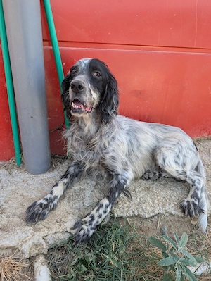 Errol   wunderschöner Setter sucht seine Herzensmenschen