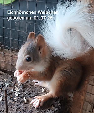 Eichhörnchen Weibchen zu verkaufen