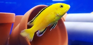 Malawi Labidochromis caeruleus Lions Cove 