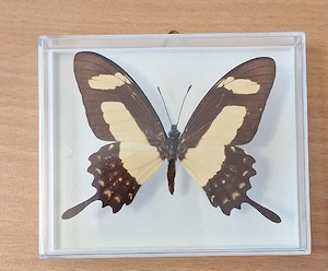 präparierte Schmetterling Papilio torquatus 