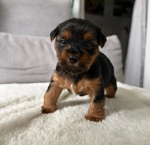 Biewer Yorkshire Terrier