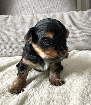Biewer Yorkshire Terrier