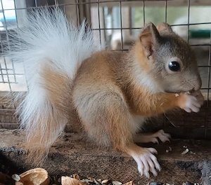 Eichhörnchen Weibchen zu verkaufen