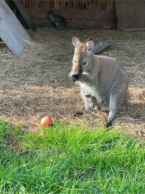 Benett Känguru Böcke Bild 3