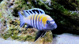 Malawi Cynotilapia zebroides Cobue 