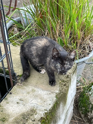 Hofkatze Kitten