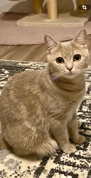 BKH Katze lilac tabby reinrassig