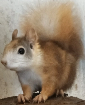 Eichhörnchen Weibchen zu verkaufen