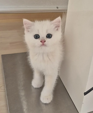 BKH  Kitten Reinrassig mit Stammbaum 