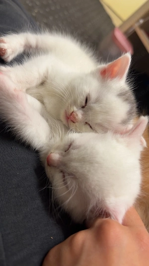 Kater zu verkaufen 