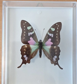 präparierte Schmetterling Graphium weiskei 