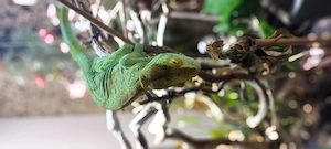 chamäleon calumma parsonii
