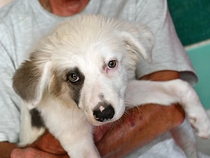 Vera sucht ihr Zuhause (noch auf Sardinien)