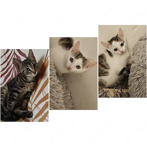 Katzen Kinder abzugeben 