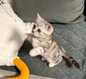 BKH Reinrassig Kitti 