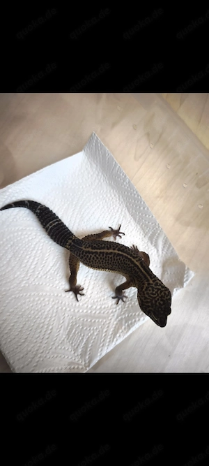 Leopardgecko Black Night 1,0