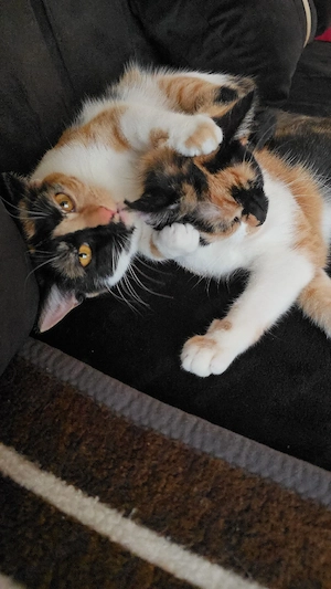 2 Europäische Kurzhaarkatzen