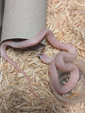 Biete wunderschöne Kornnattern Nachzuchten (Pantherophis gutattus) von Juli August 2026 an