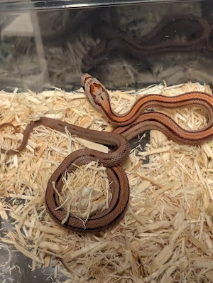 Biete wunderschöne Kornnattern Nachzuchten (Pantherophis gutattus) von Juli August 2026 an